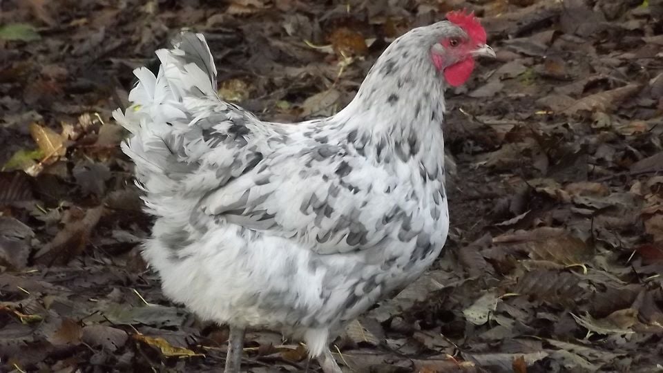 Blue Copper and Splash Copper Marans Discussion Page 6 BackYard