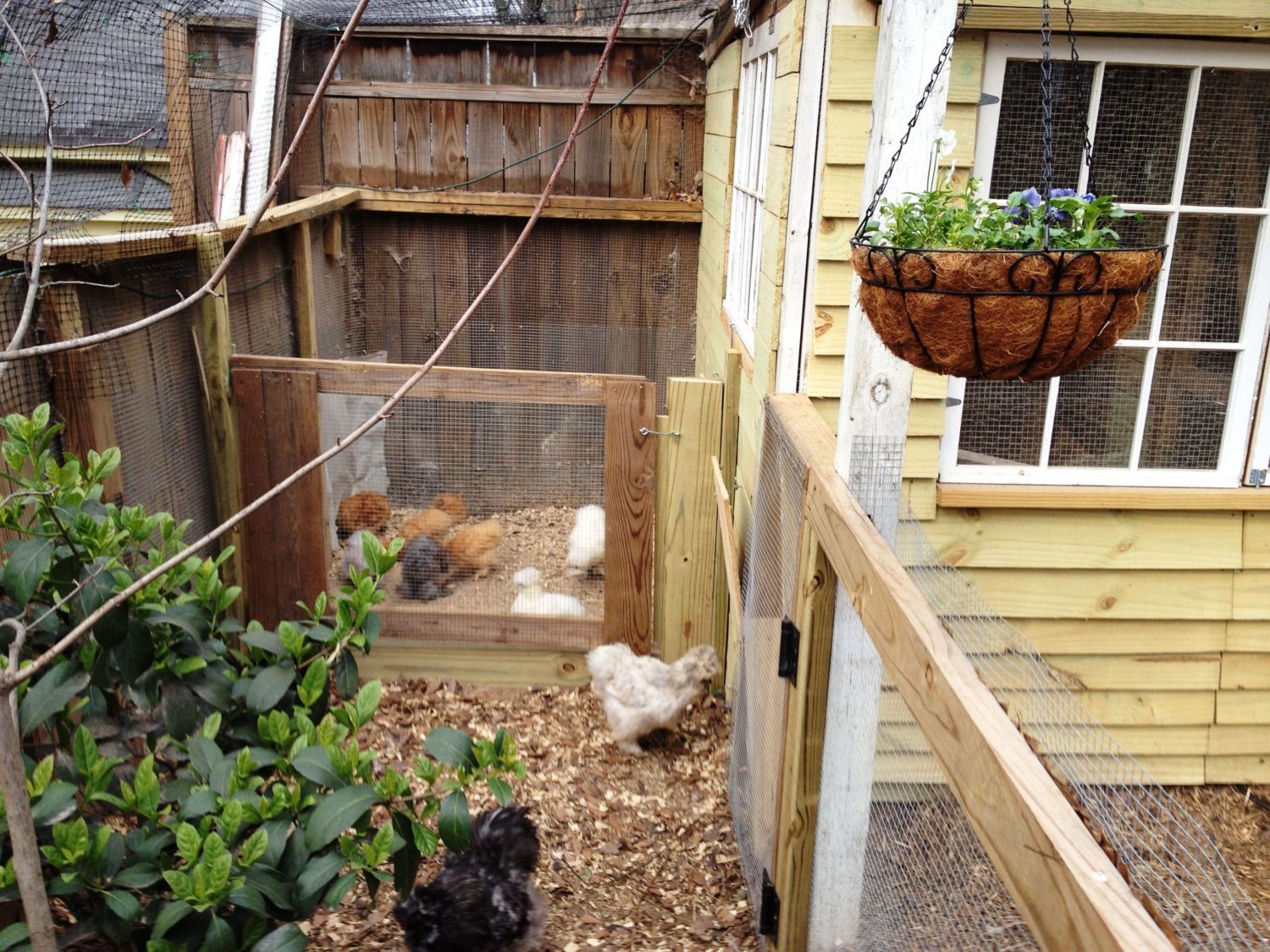 silkie coop renovation...lots of pics... BackYard Chickens