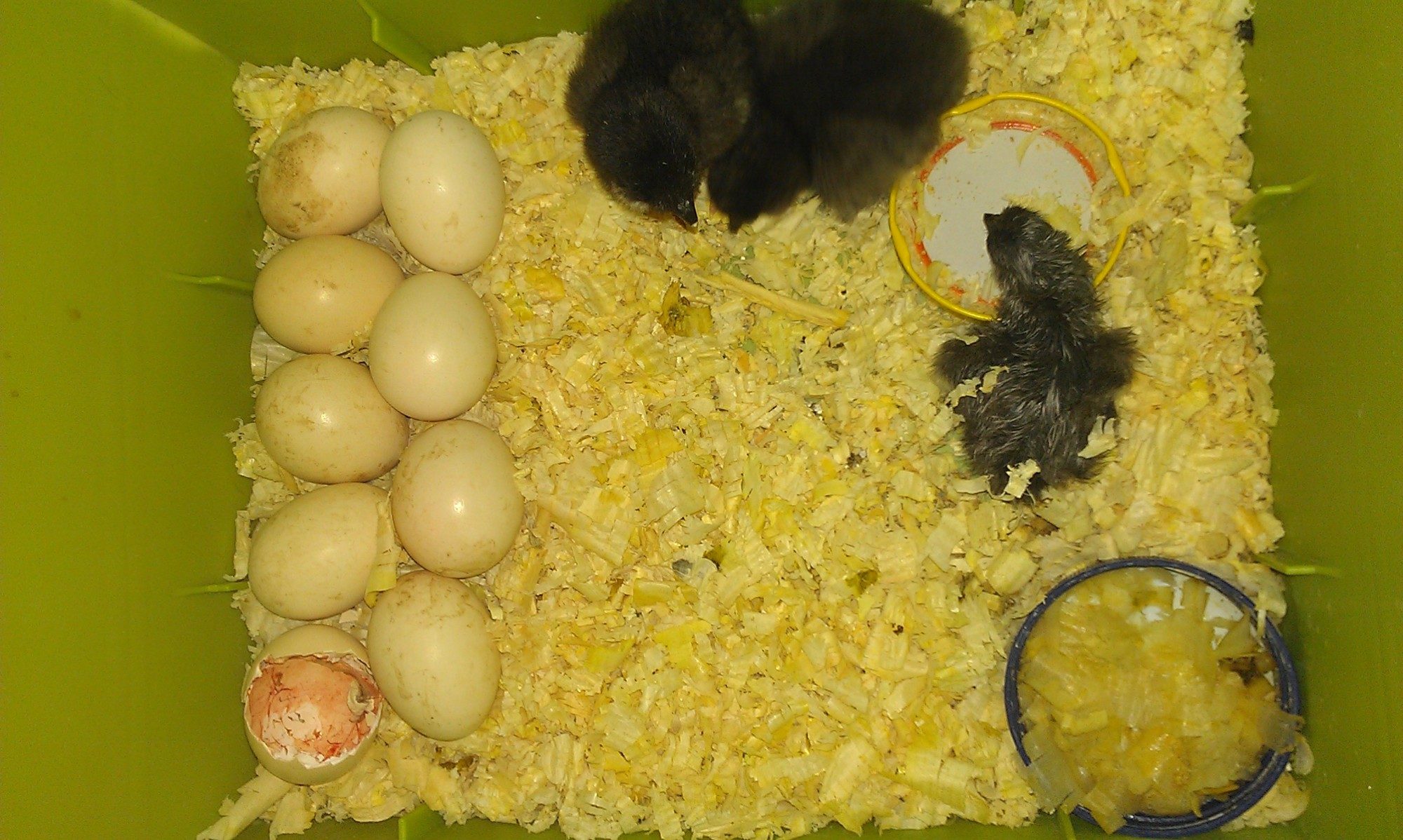 Hatching Eggs Under A Heat Lamp BackYard Chickens Learn How to