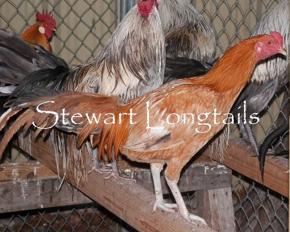 Asil/phoenix/Shamo hybrid pumpkin Satsumadori Project Stag (young