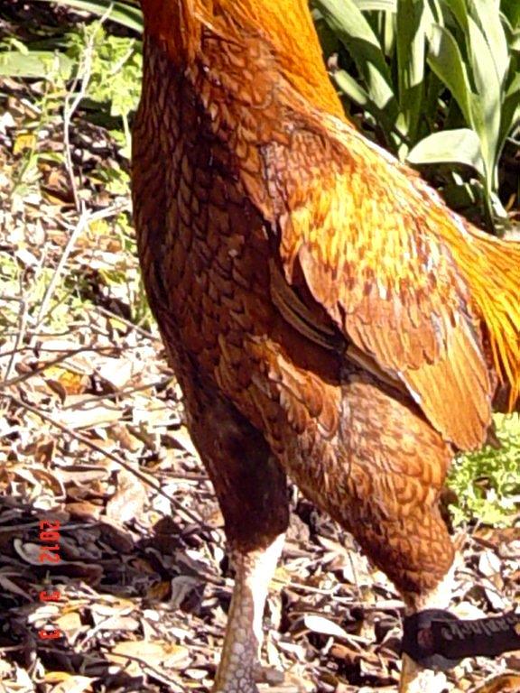 Asil/phoenix/Shamo hybrid pumpkin Satsumadori Project Stag (young