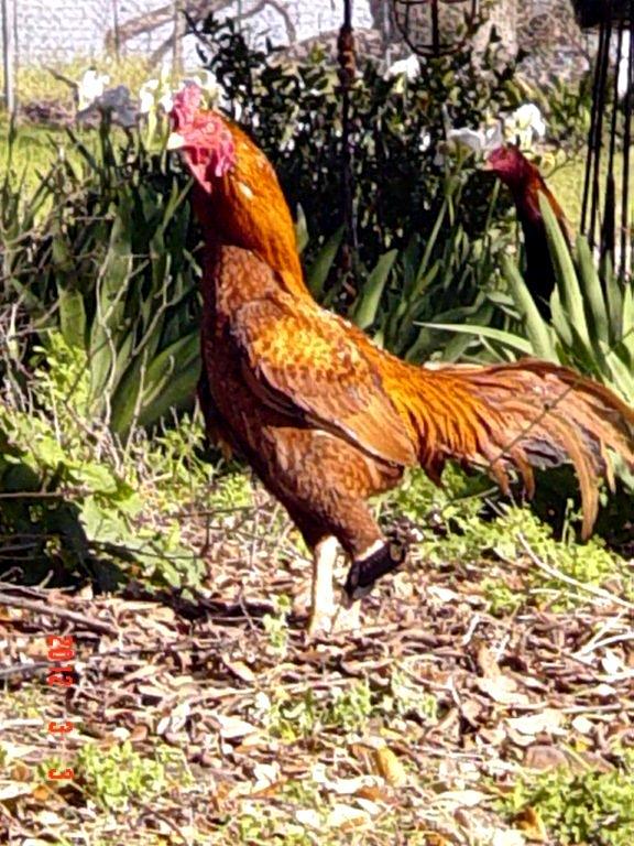 Asil/phoenix/Shamo hybrid pumpkin Satsumadori Project Stag (young