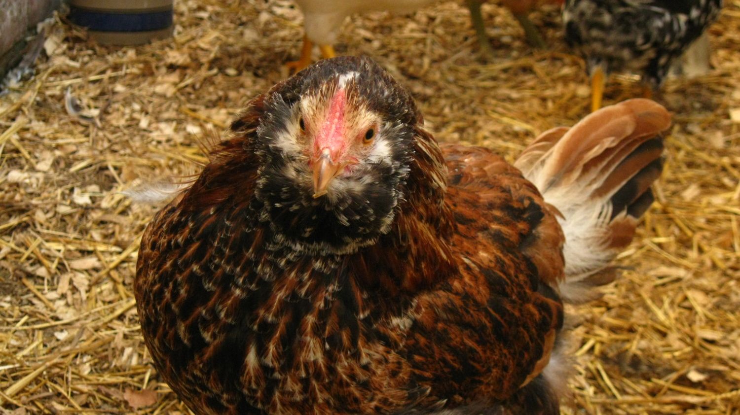 LL