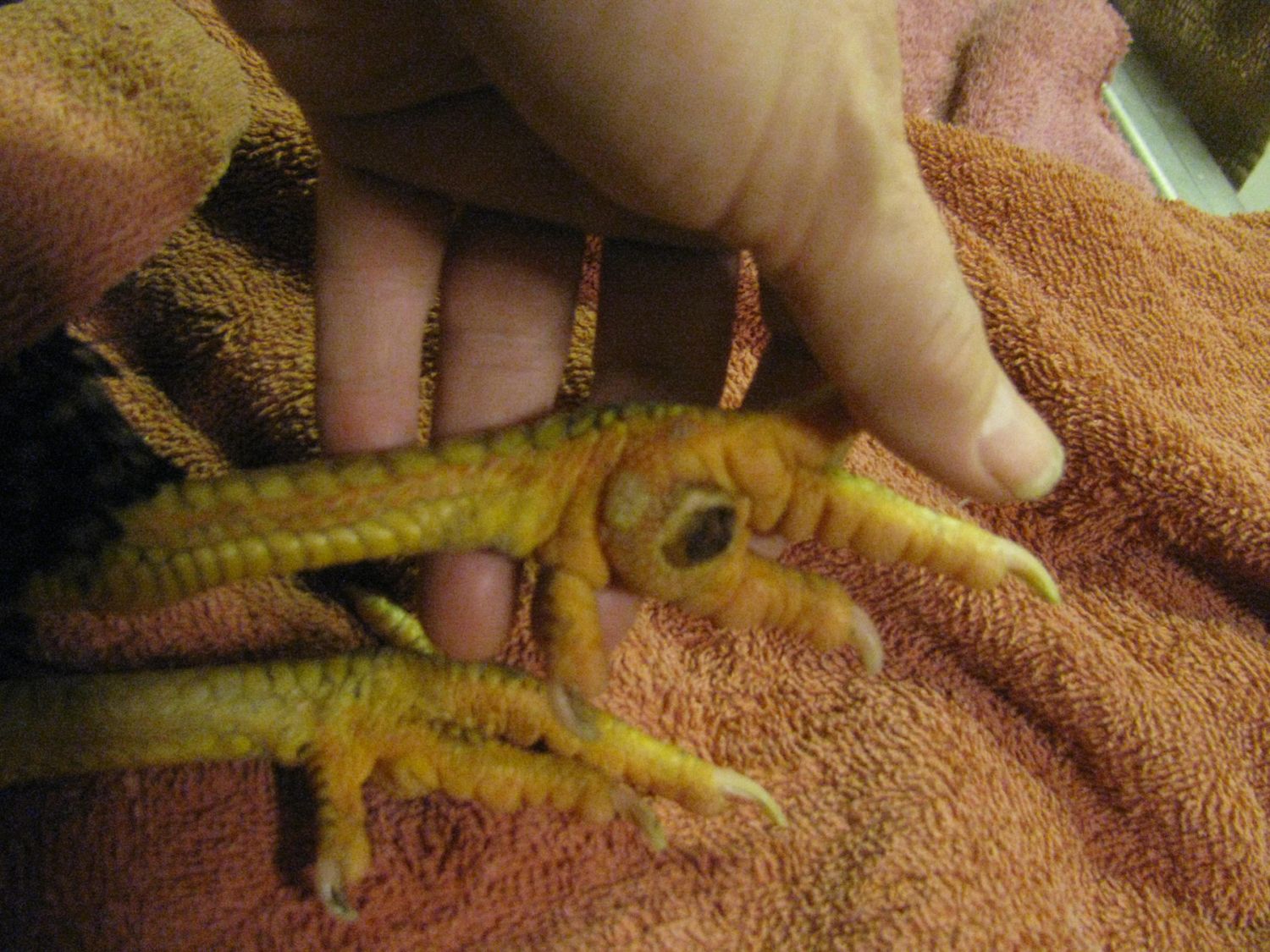 LL