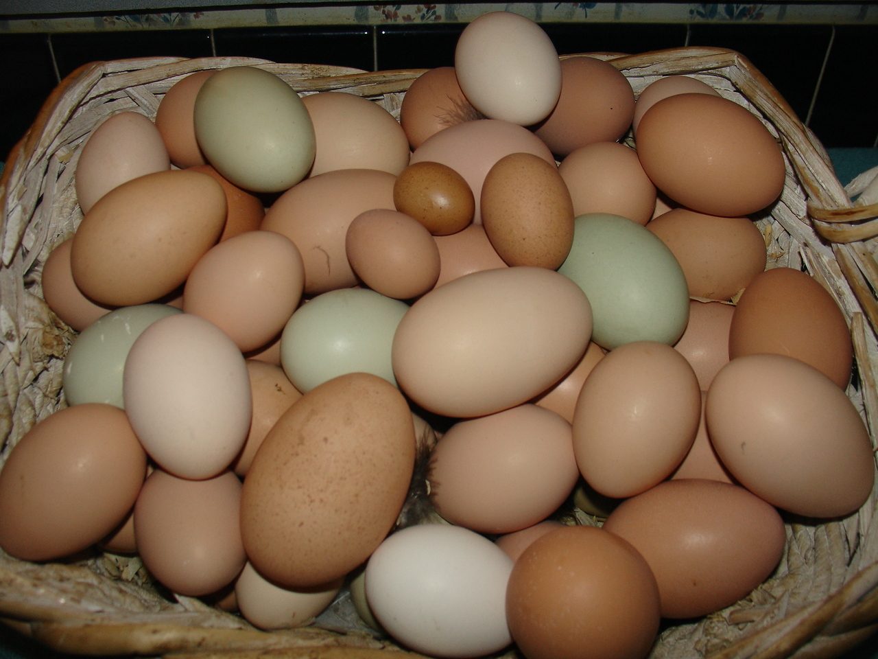 Image result for different sizes eggs