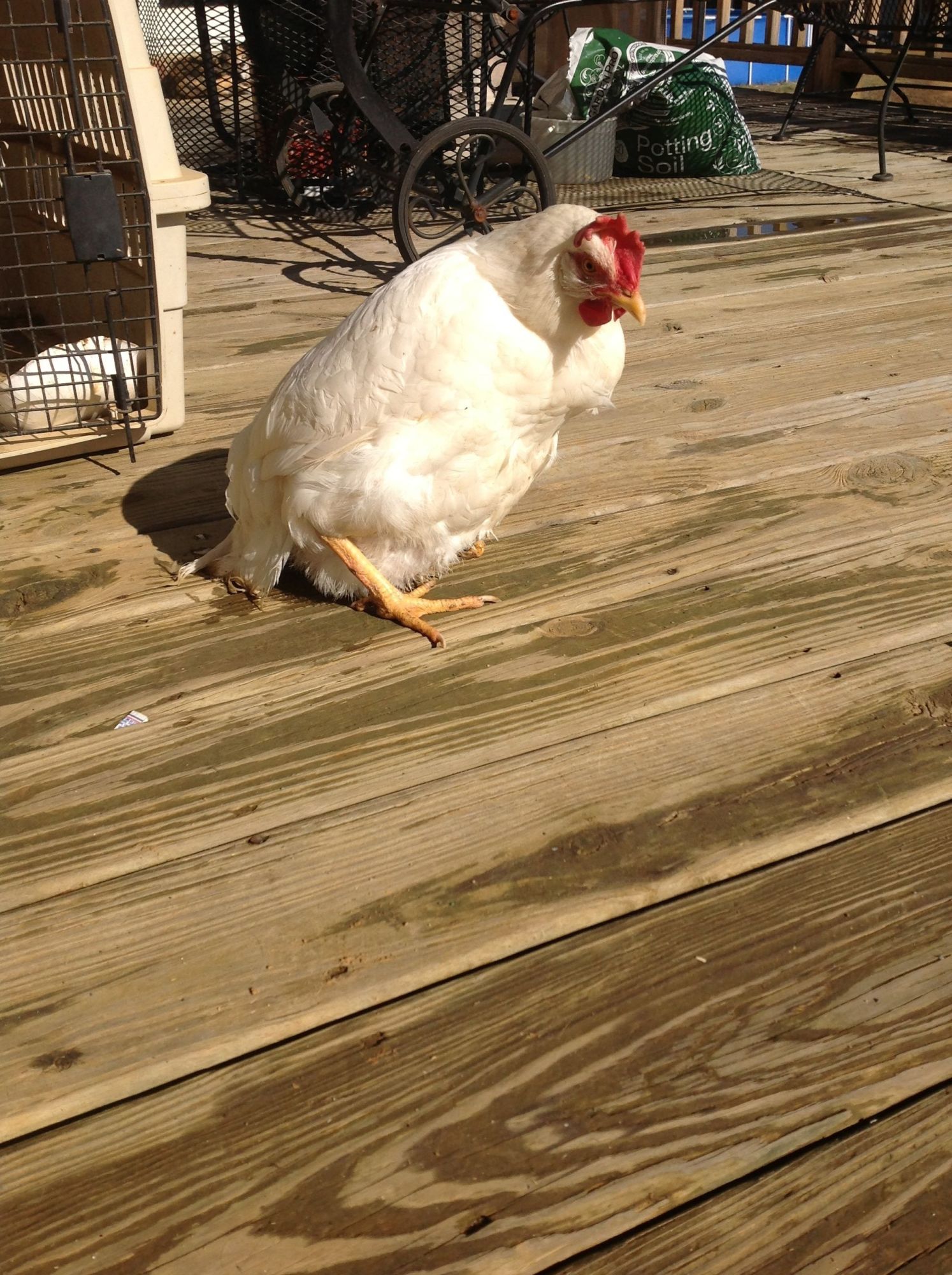 CHICKEN WALKING LIKE PENGUIN | BackYard Chickens - Learn How to Raise  Chickens
