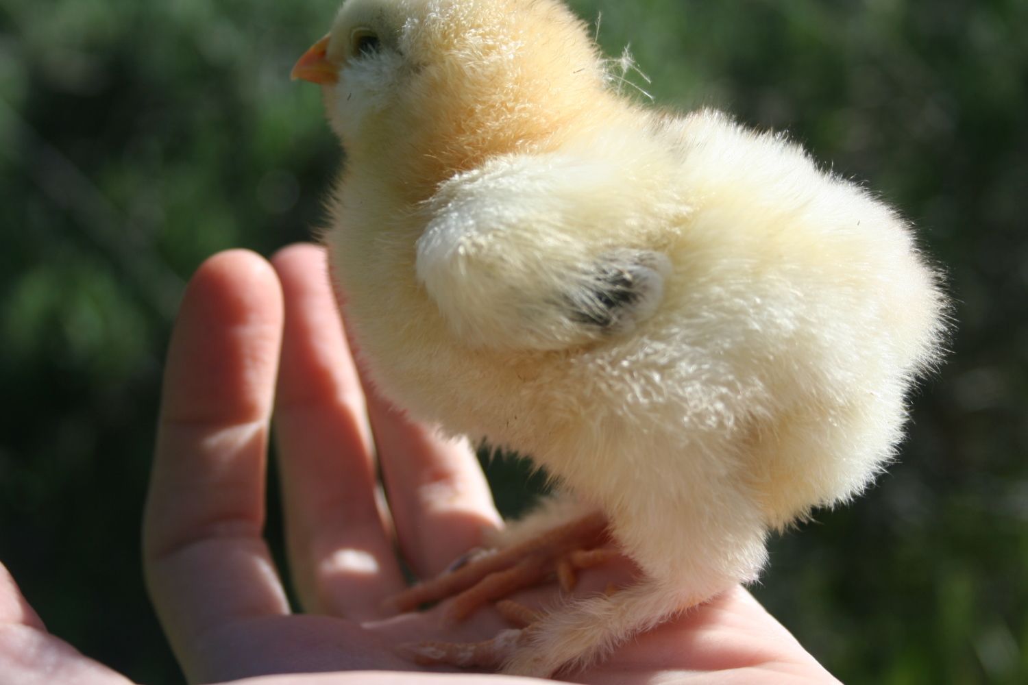 yellow cochin chick with three black spots?? BackYard Chickens Learn How to Raise Chickens