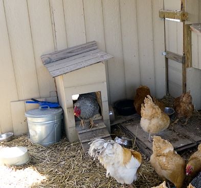 Coop Interior Layout Backyard Chickens
