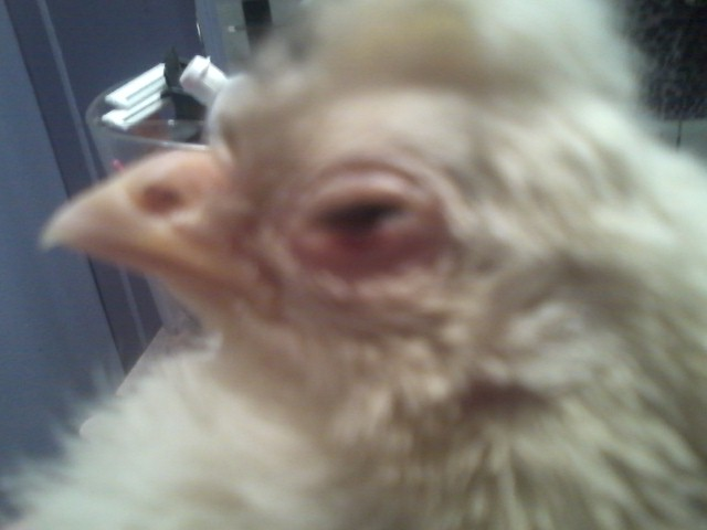 Terramycin Powder Tractor Supply