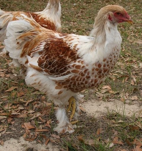 Laced Brahma's (Selecting for best offspring)