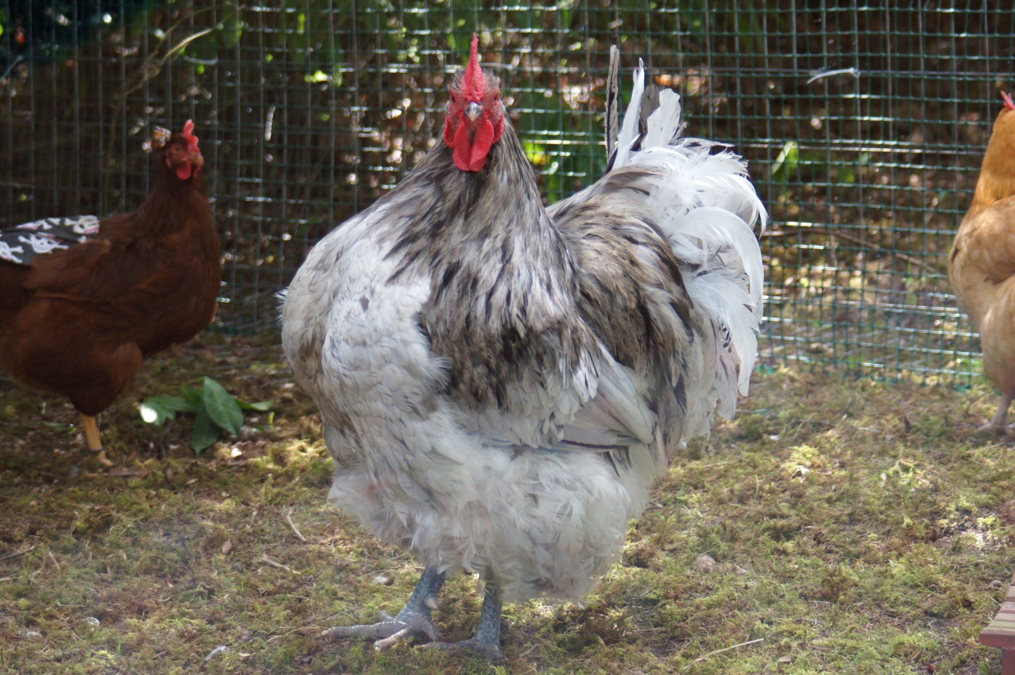 LL