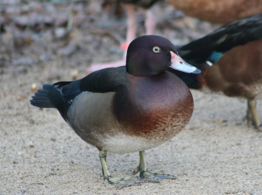 Wood Duck Hybrids Pictures including Mallard x Wood Duck | BackYard