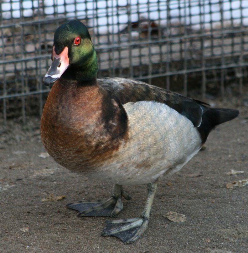 Wood Duck Hybrids Pictures including Mallard x Wood Duck | BackYard