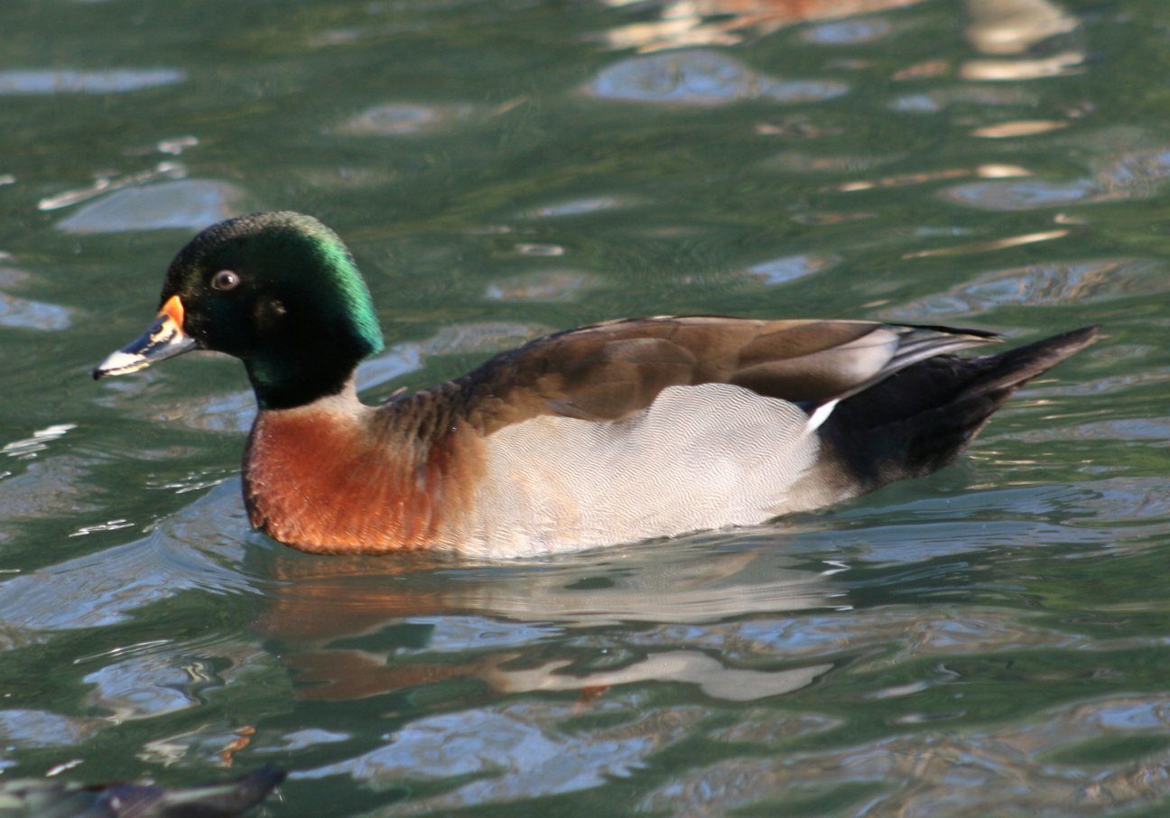 Wood Duck Hybrids Pictures including Mallard x Wood Duck | BackYard
