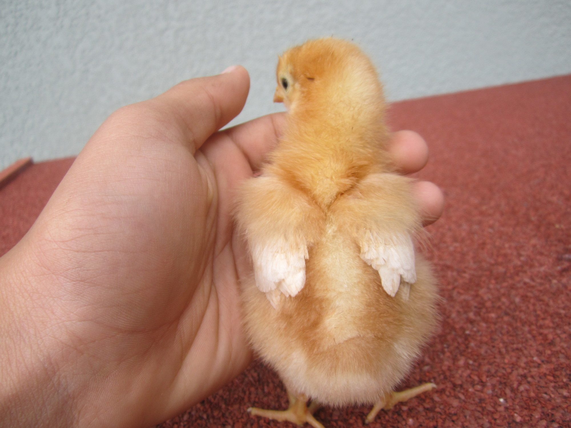 Golden Comet/Sexlink Male? BackYard Chickens Learn How to Raise