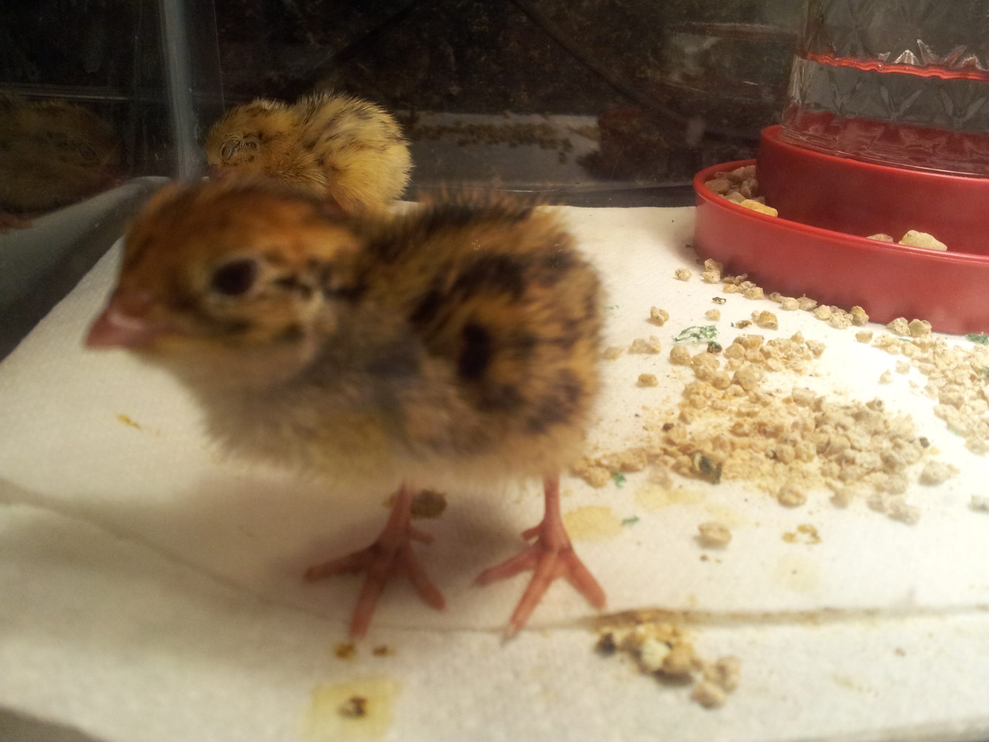 My Newborn Baby Quail Backyard Chickens Learn How To Raise