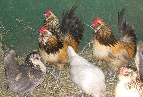 Beautiful Belgian d'Anver chicks . Assorted common colors | BackYard ...