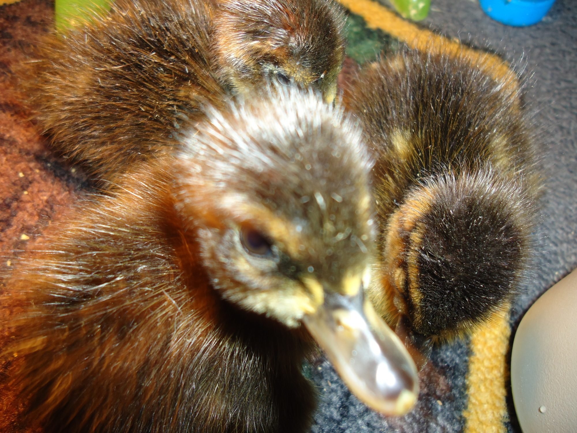 My newly hatched ducklings(with photos and videos) | BackYard Chickens