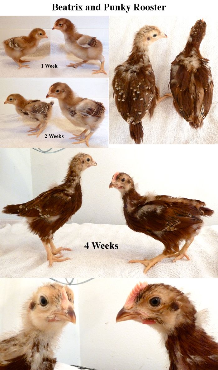 Mixed Breed Chicks Ee Marans Araucana Rir Gender Guesses 