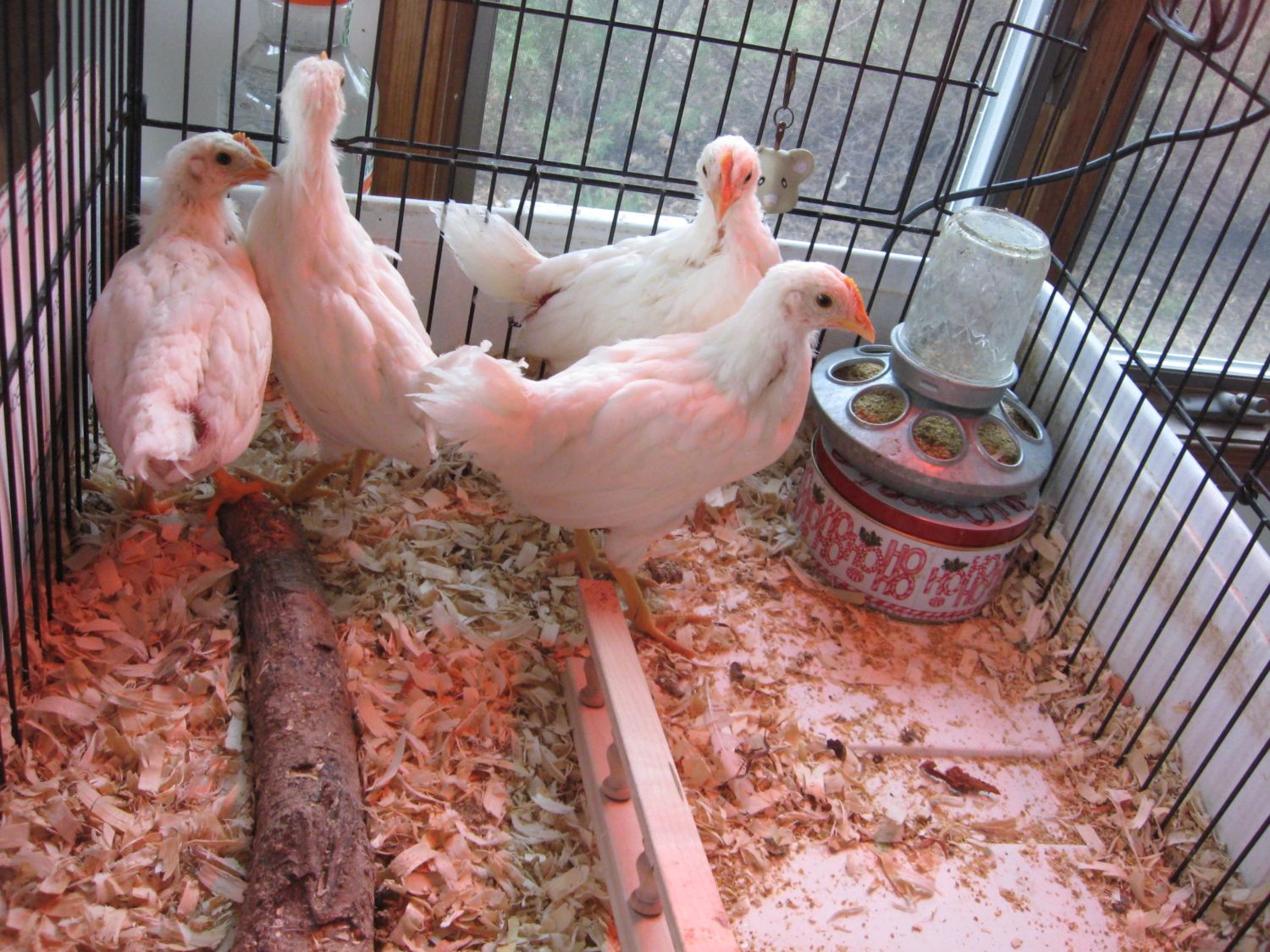 bloody pip with white membrane  BackYard Chickens - Learn How to Raise  Chickens