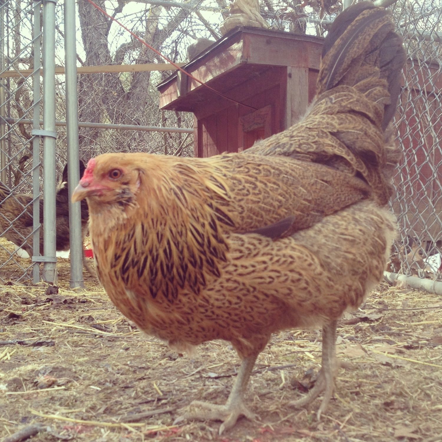 is my easter egger a pullet? almost 6 week old | Page 2 ...