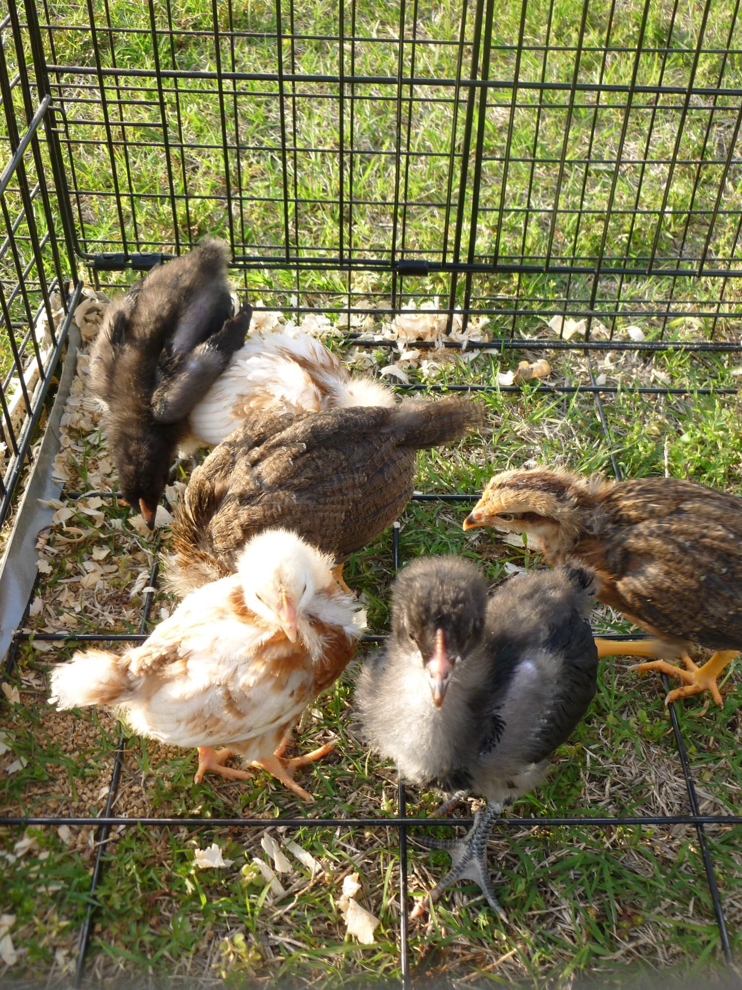 What is the breed of my yellow chicks | BackYard Chickens - Learn How