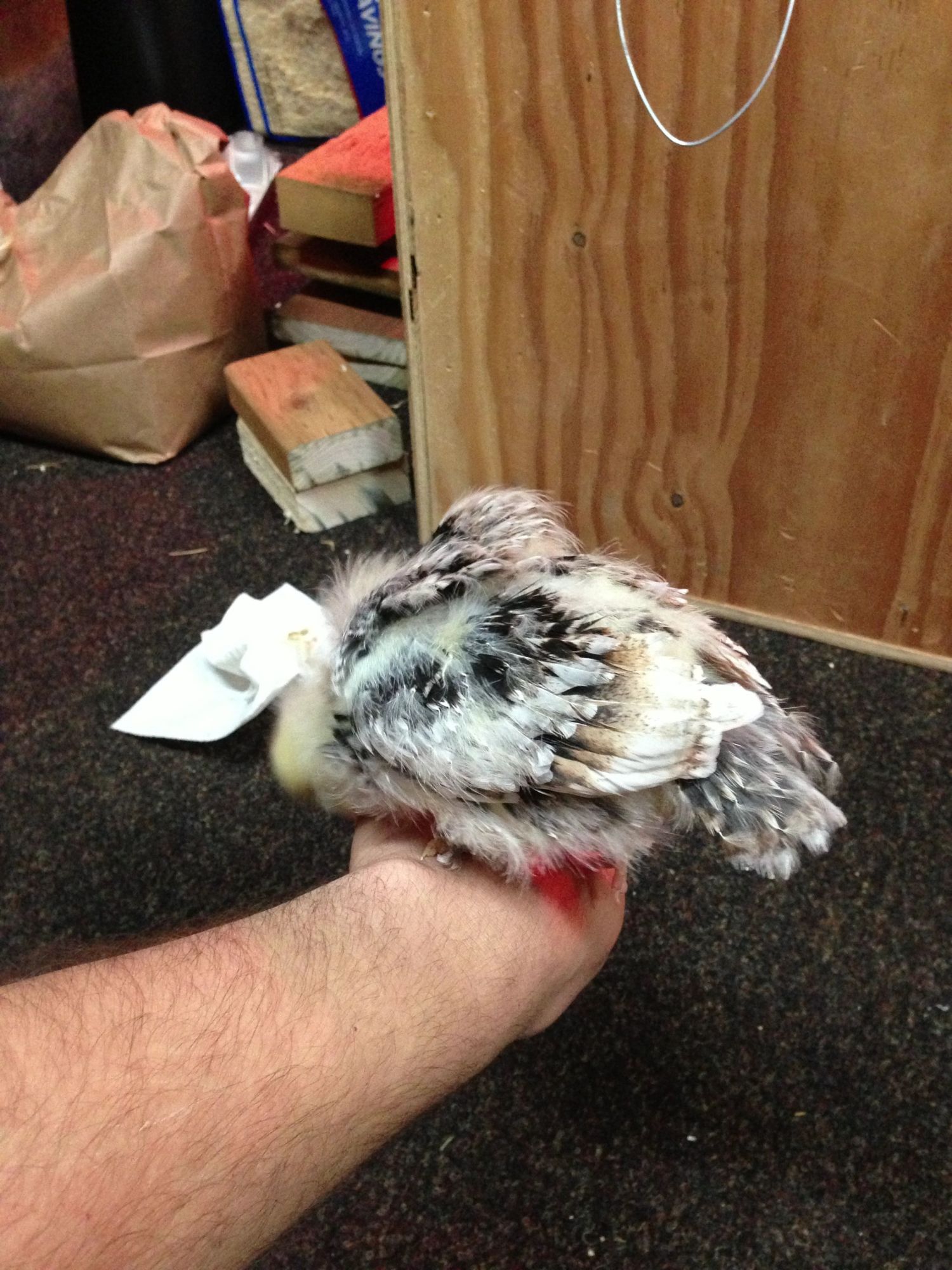 Salmon Faverolle Chicks...Gender??? 3 1/2 weeks old BackYard Chickens