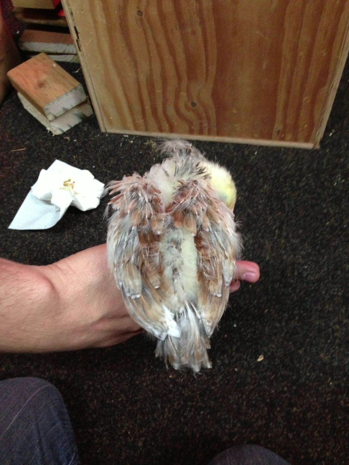 Salmon Faverolle Chicks...Gender??? 3 1/2 weeks old BackYard Chickens