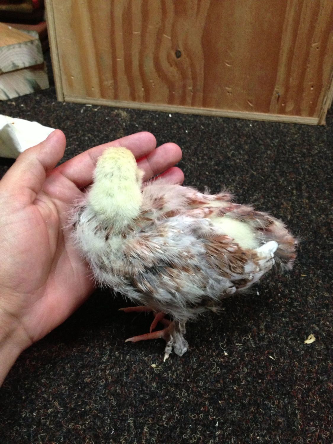 Salmon Faverolle Chicks...Gender??? 3 1/2 weeks old BackYard Chickens