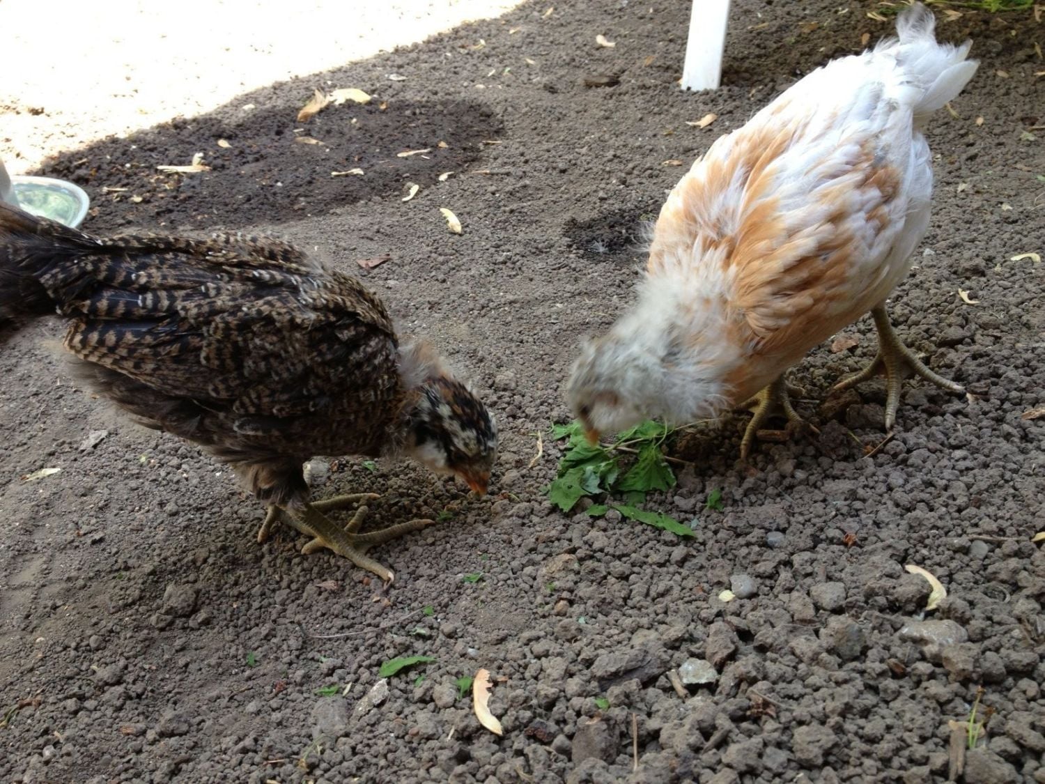 pictures of 4 week old chicks BackYard Chickens Learn How to Raise