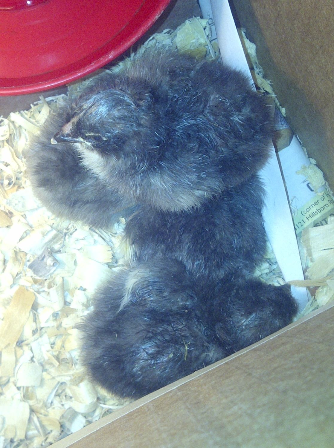 Olive Egger S Growing Up Weekly Pics Backyard Chickens Learn How To Raise Chickens