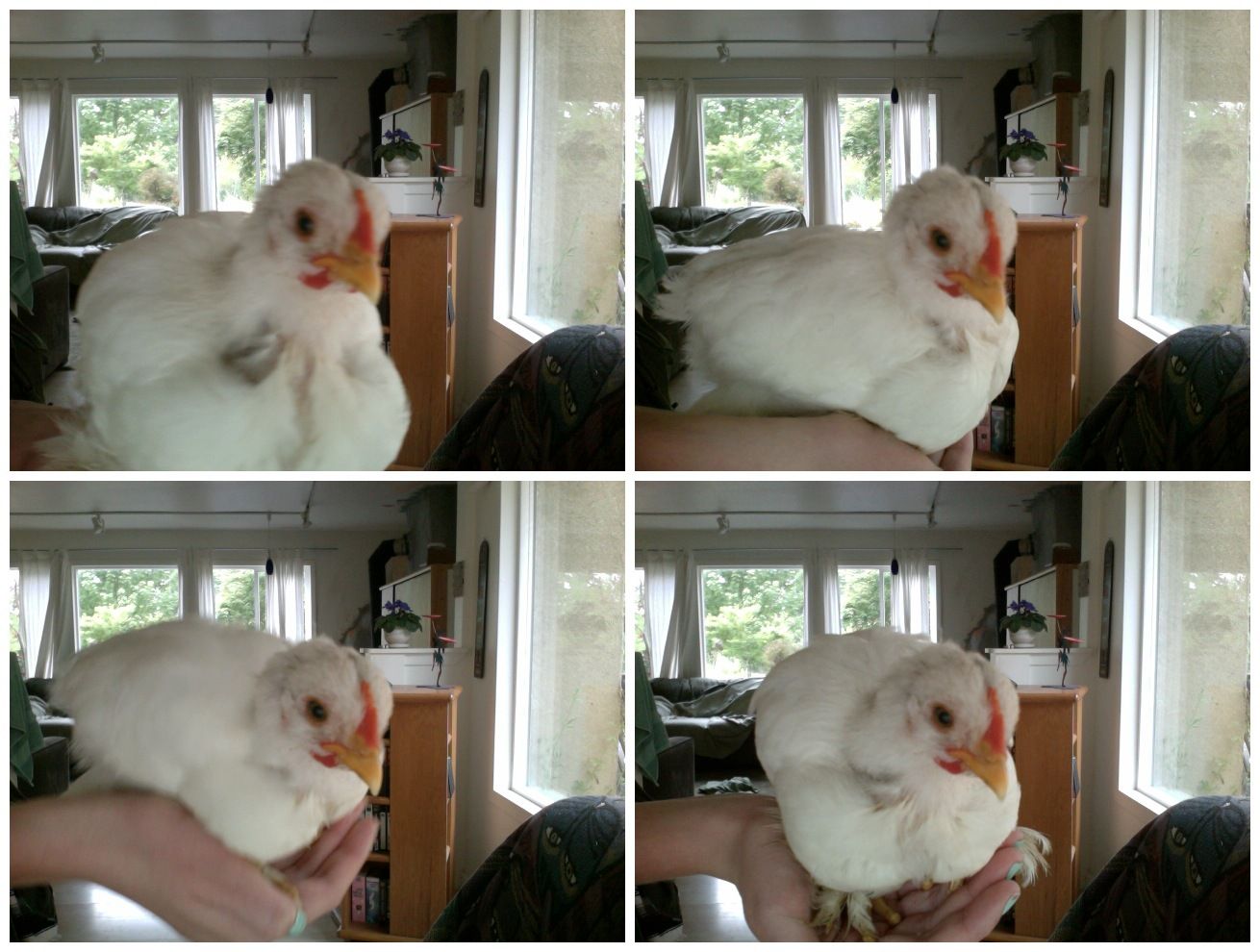 White Cochin Roo and hen? | BackYard Chickens - Learn How to Raise Chickens