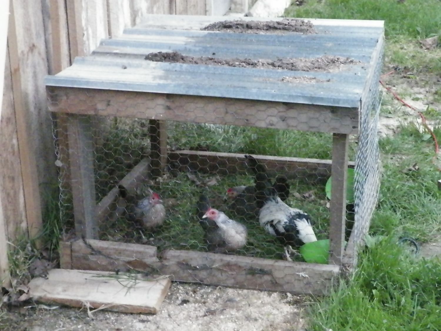 From Chicken Hobby to Chicken Business in 4 Years BackYard Chickens pic