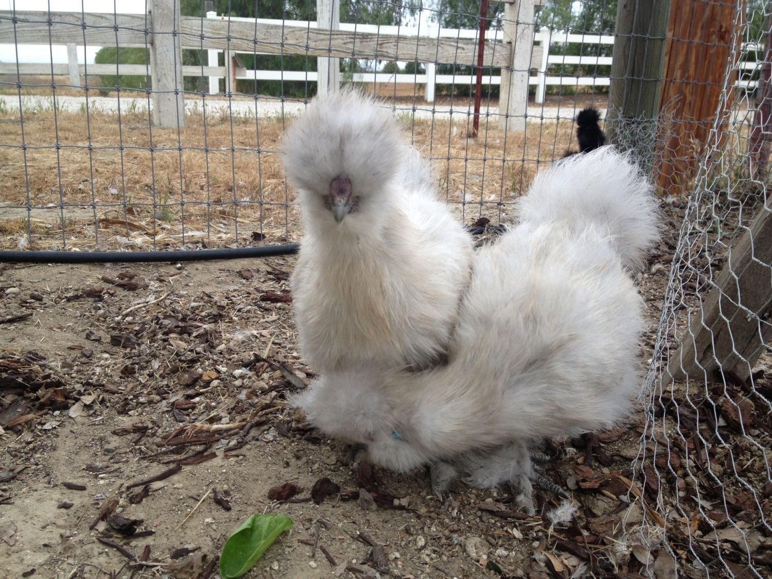porcelain silkie roosters