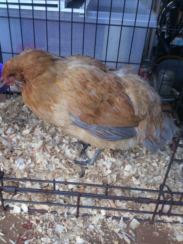 Sick Hen Diarrhea Lethargy Purple Comb Backyard Chickens