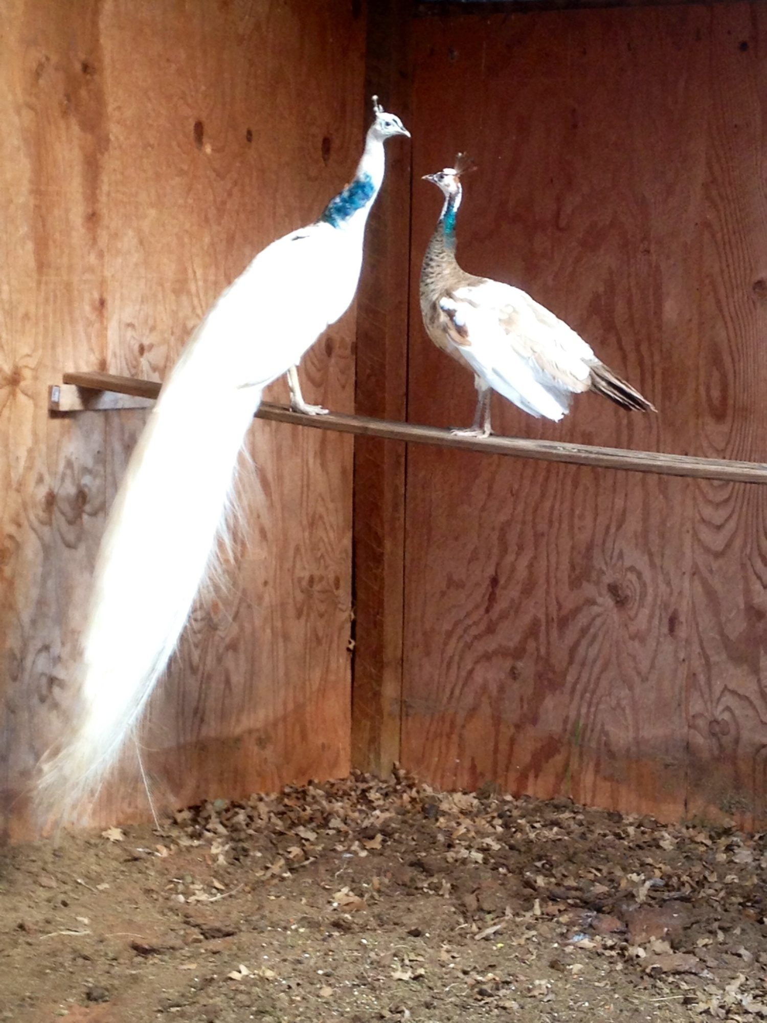 Silver purple pied ? | BackYard Chickens - Learn How to Raise Chickens