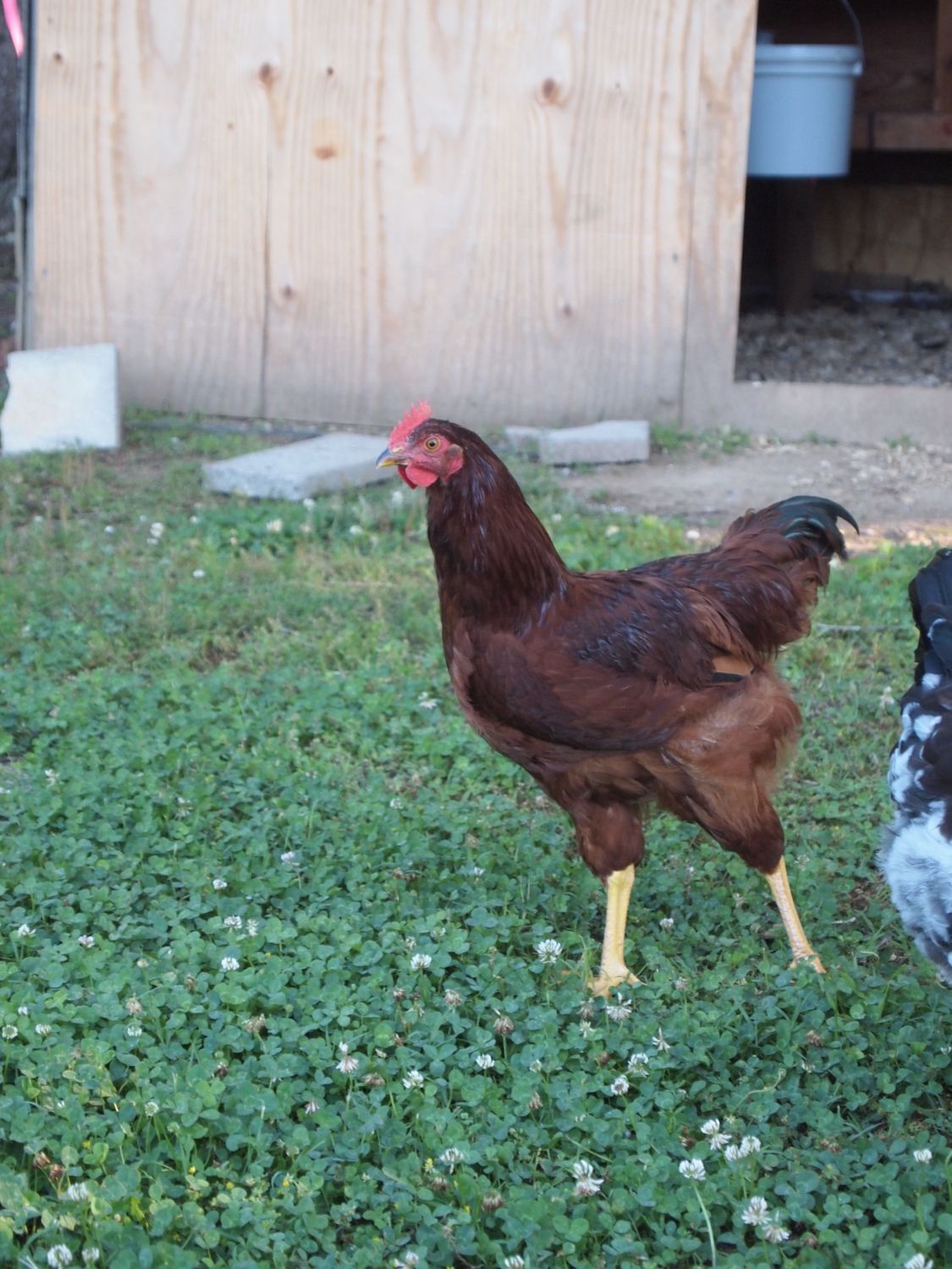 Rhode Island Red about 14 weeks old