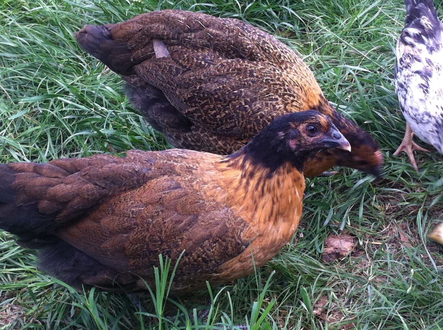 Black Australorp Buff Orpington Cross Page 2 BackYard Chickens