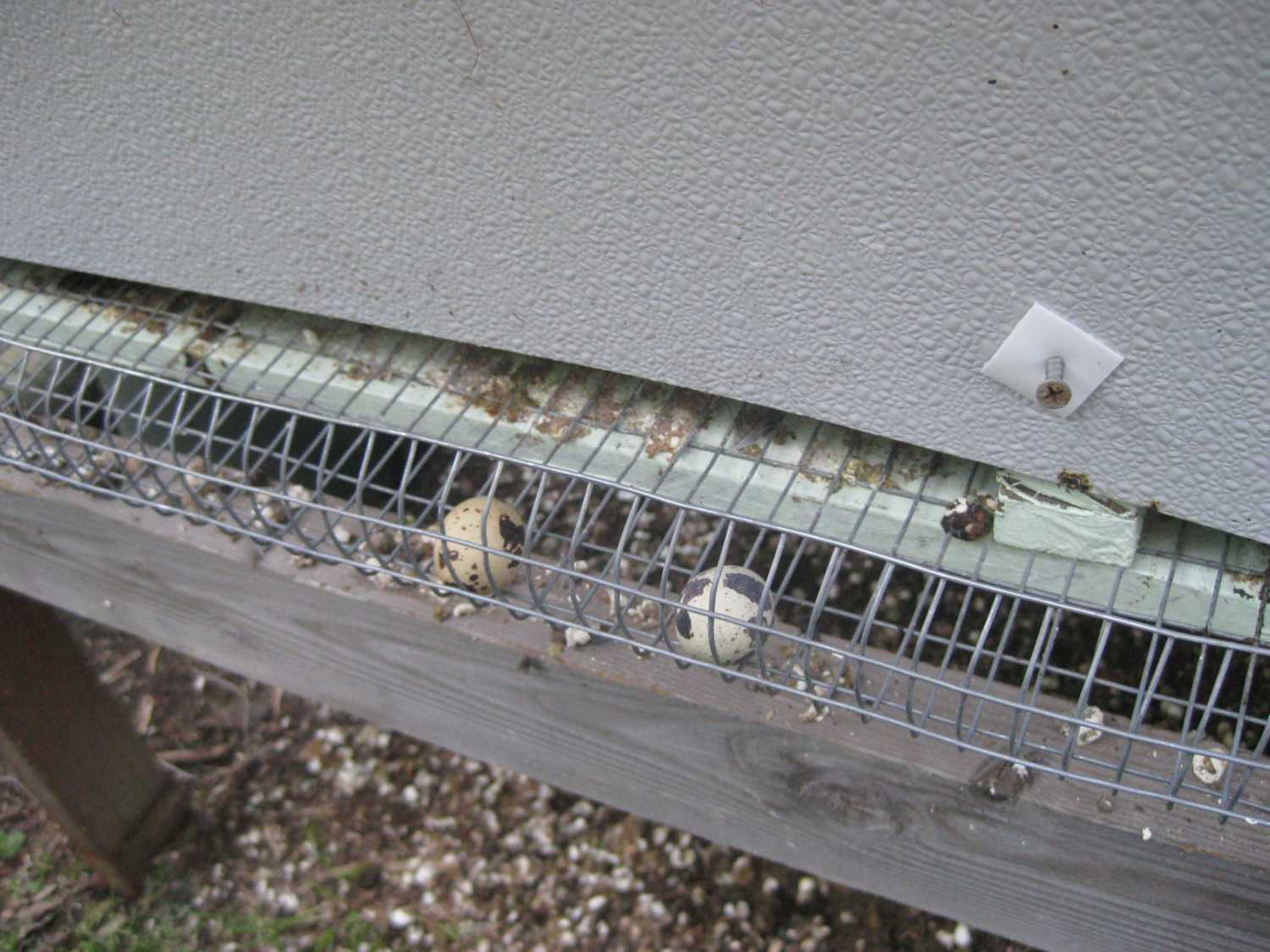 Wire Quail Cage BackYard Chickens
