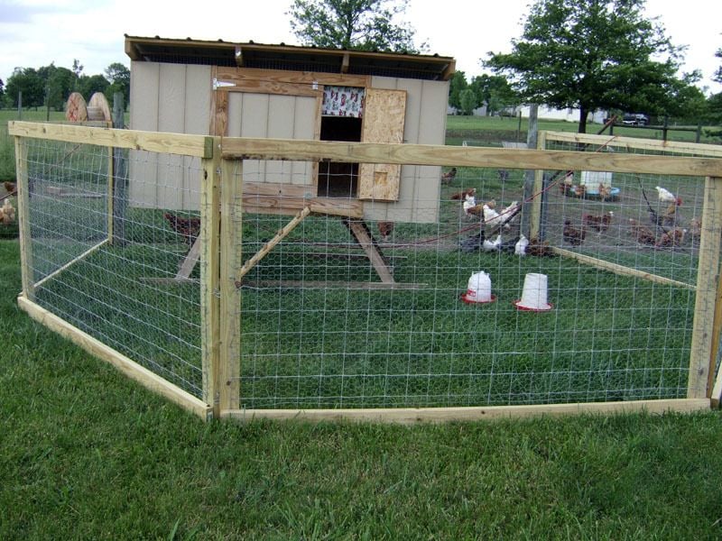 Fence Height Backyard Chickens