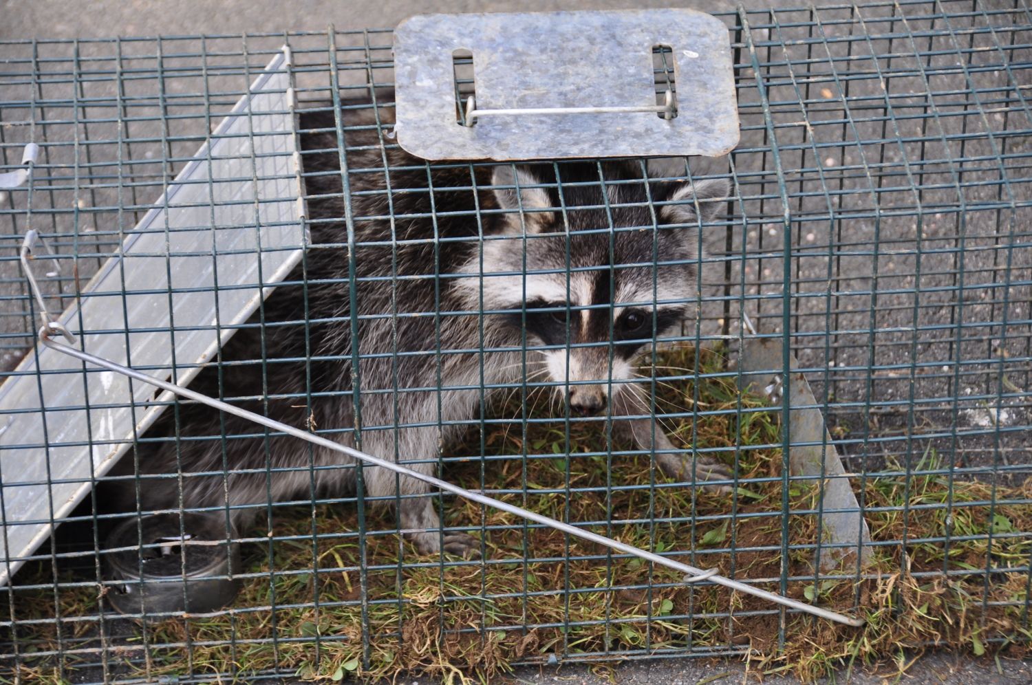 What is the best bait for raccoons in a live trap ...