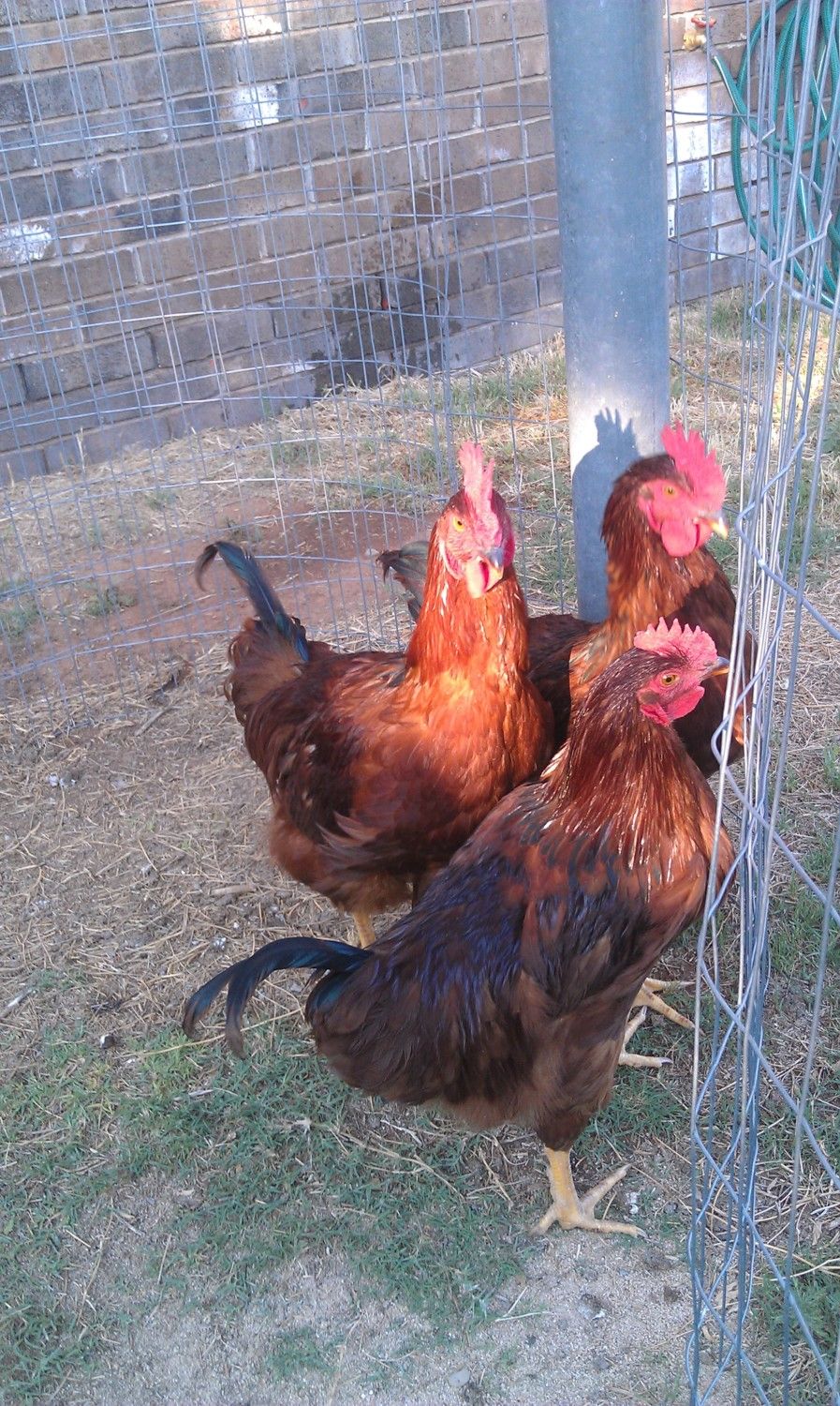 4 month old Rhode Island Reds | BackYard Chickens - Learn Raise