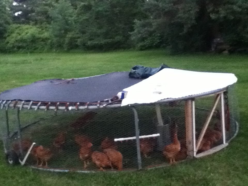 Re-purposed trampoline to a chicken tractor! BackYard 