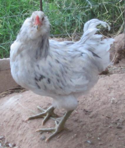 ameraucana cockerel
