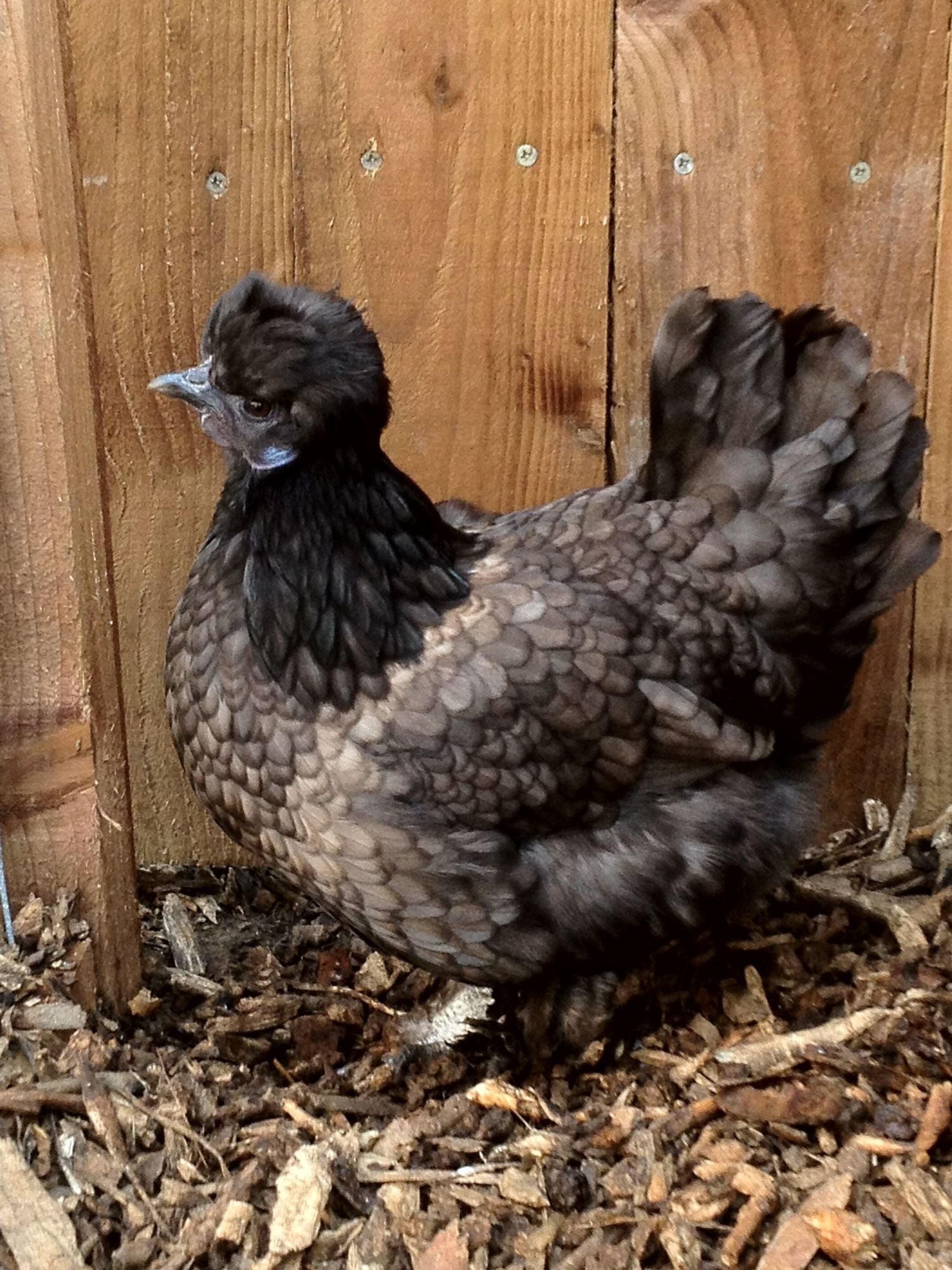 Polish x silkie? BackYard Chickens Learn How to Raise Chickens