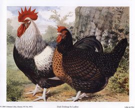 LL