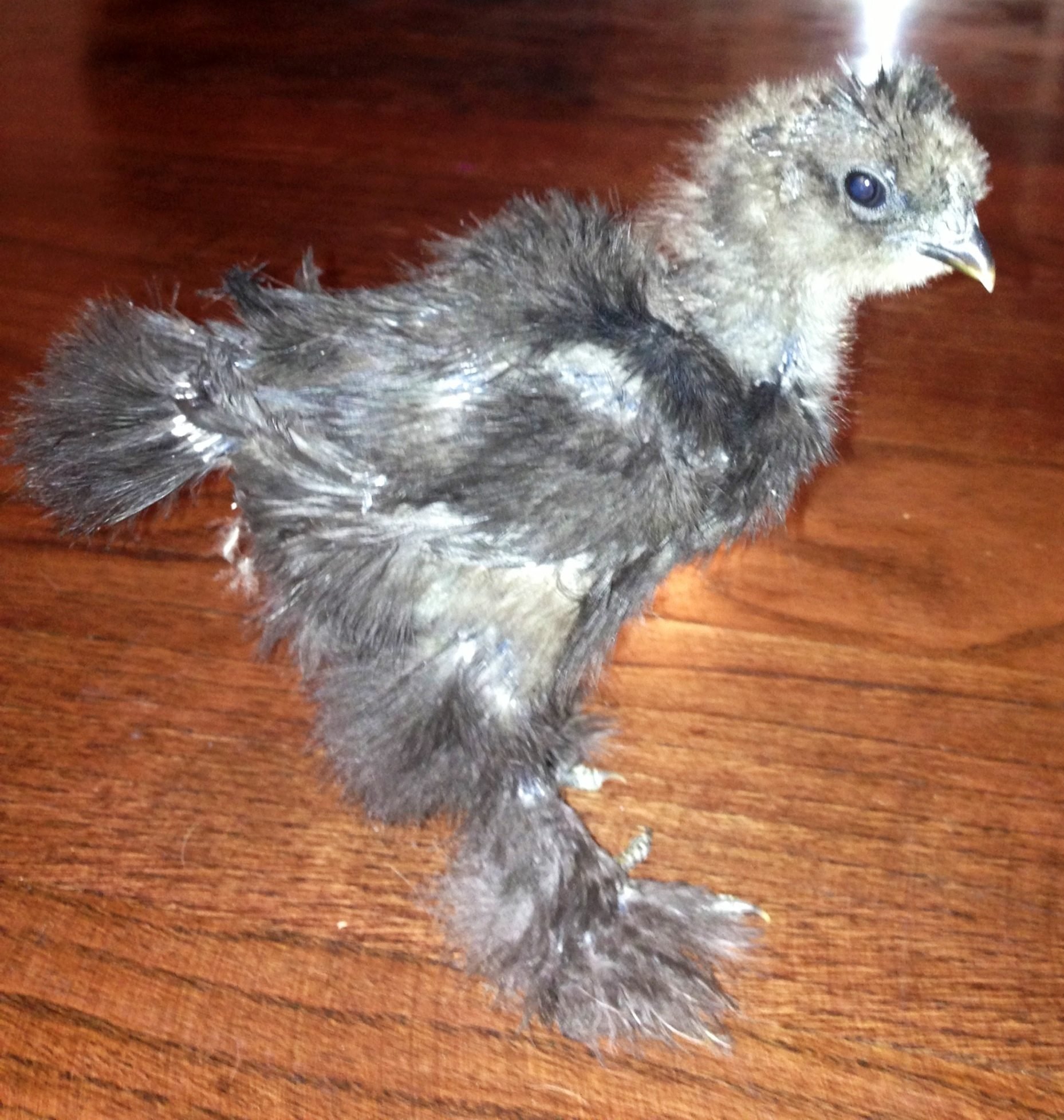 4 week old silkie chick gender? | BackYard Chickens ...