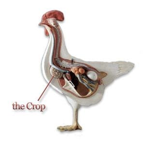 Impacted Crop/Sour Crop (Graphic Pics)  BackYard Chickens - Learn How to  Raise Chickens
