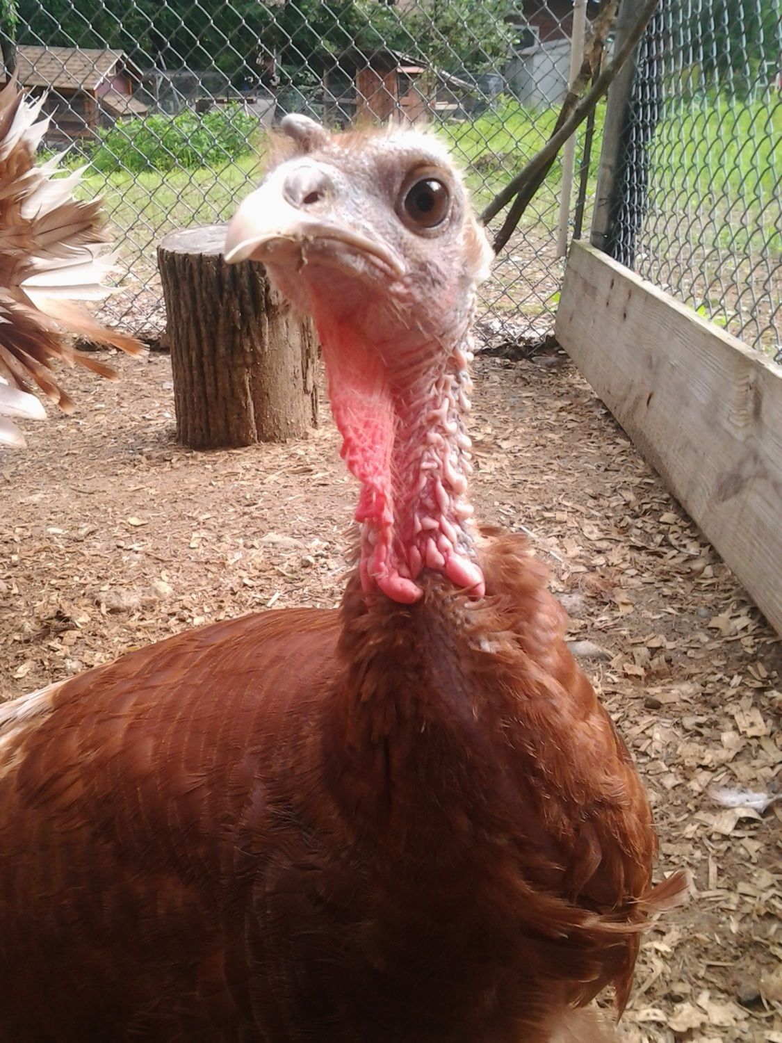 LL