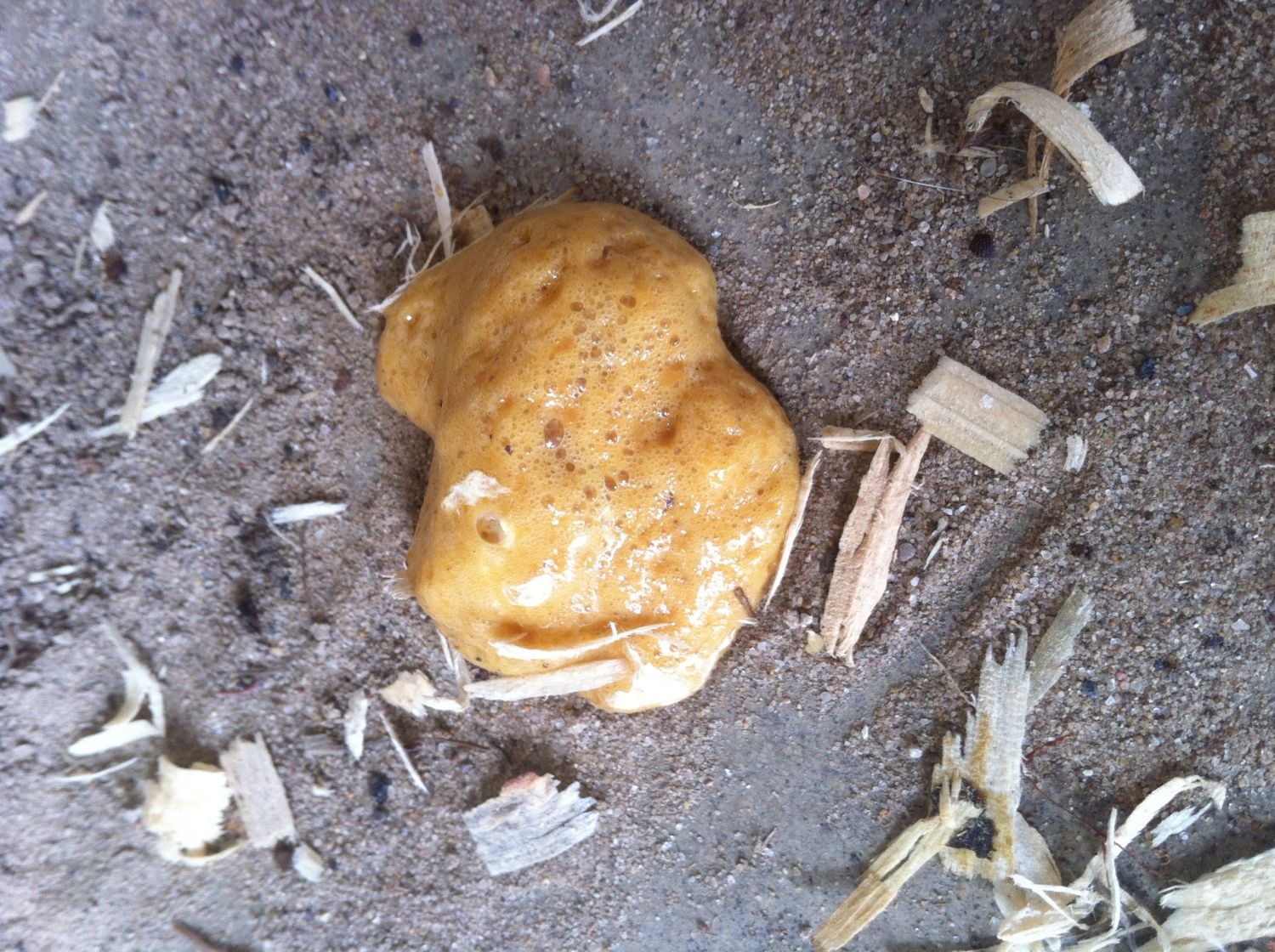 Is this poo normal? *Pictures* BackYard Chickens Learn How to Raise